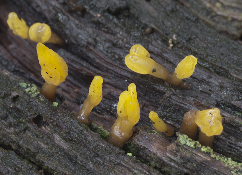 Calocera glossoides